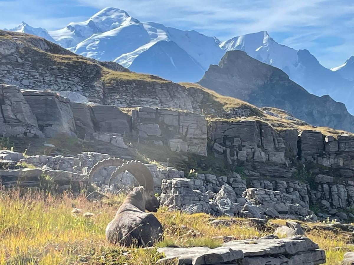 Residence Les Chardons Argentes 2 Samoens Bagian luar foto